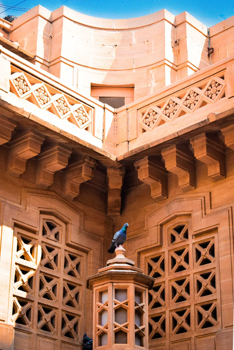 Pigeon At Umaid Bhawan