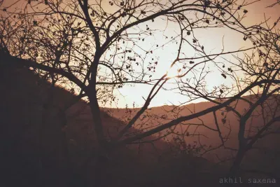 Across The Trees