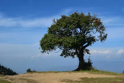 Lone Tree