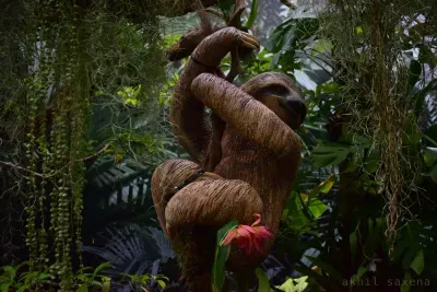 Sloth