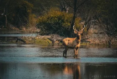 Deer In Sight