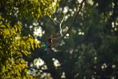 Kingfisher