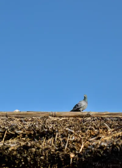 Pigeon