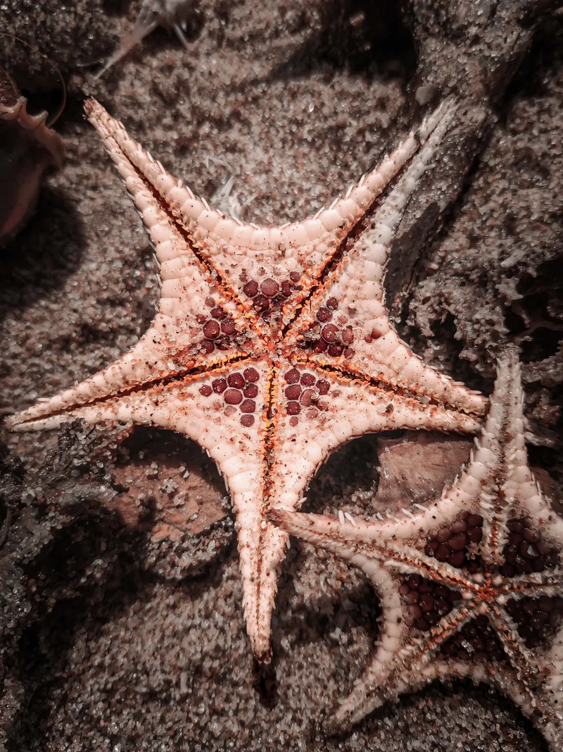 Starfish
